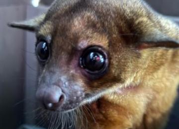 Branson's Wild World